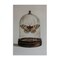 Stupell Industries Moth in Glass Cloche Canvas Wall Art Design by Petal Prints Design